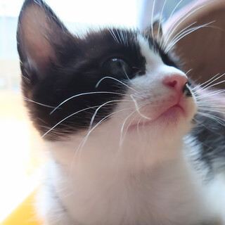 物置の親子猫　メルたん(仮)