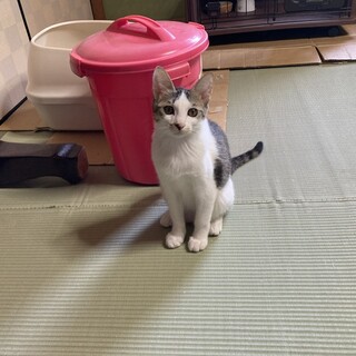 かわいいキジシロ5ヶ月