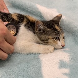 「猫を保護しました」サムネイル2