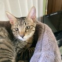 かわいい困り顔！？キジトラ5ヶ月