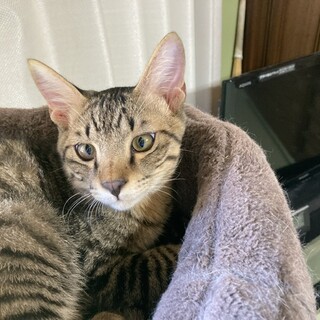 かわいい困り顔！？キジトラ5ヶ月