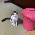 かわいいキジシロ5ヶ月女の子
