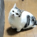 【里親様決定】甘えん坊マンチカン【詳細必読あり】