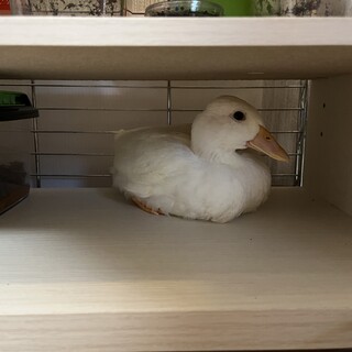 元気なコールダック