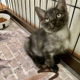 ありがとうございました★黒グレーのセナくん