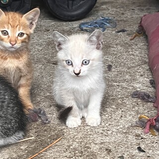 野良猫の里親募集