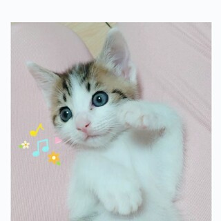 【11/5譲渡会】人間がお母さんのミッキー君