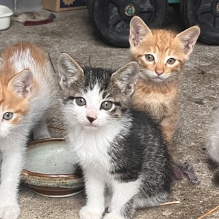 ちょっとビビりな「クロダイ」
