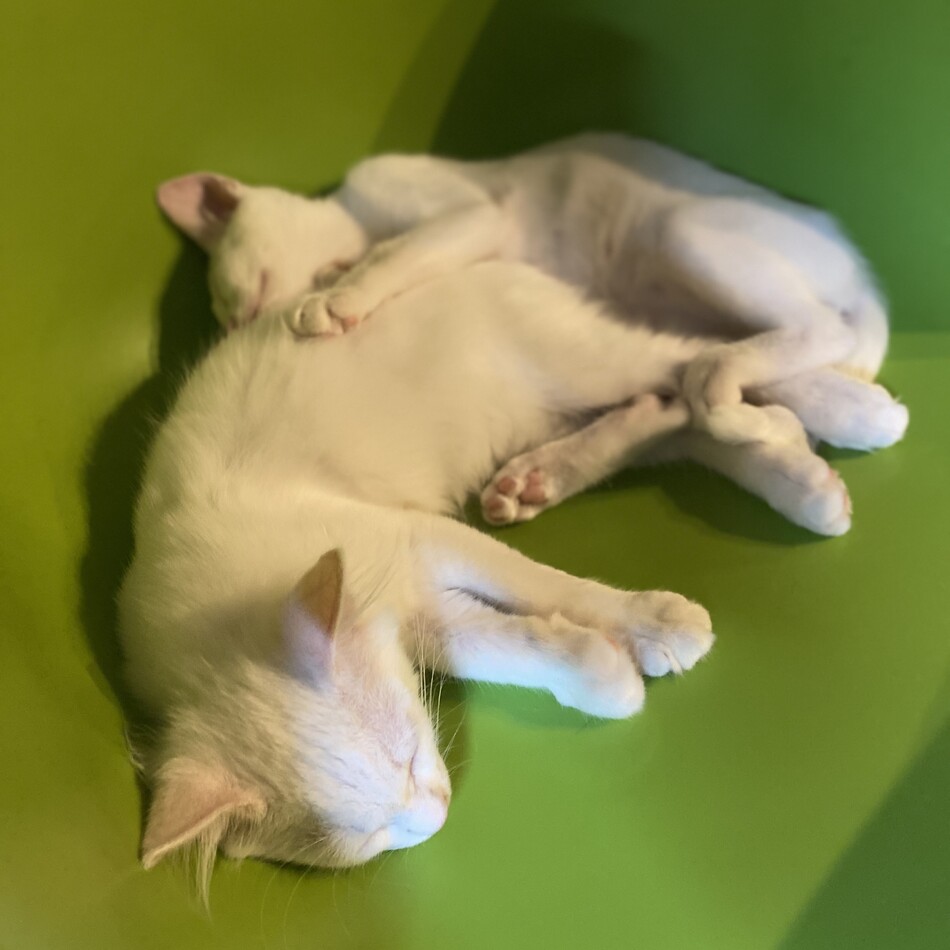 ざらめのカバー写真
