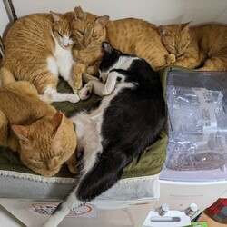 茶トラに混じる