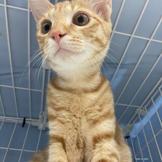 チーム5ブラザーズ　茶太郎