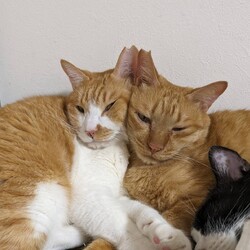 仲良しこまめとせんた