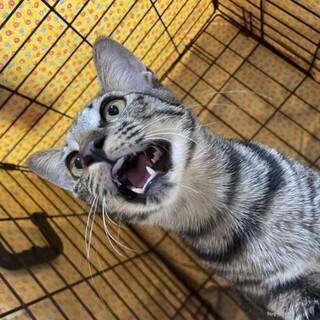 チーム5ブラザーズ　とらまる