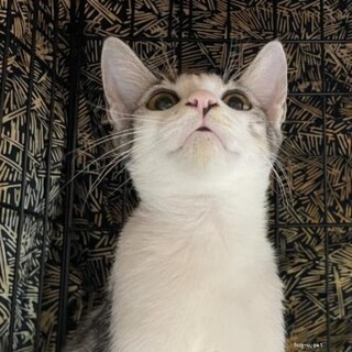 サバシロ三つ葉くん