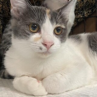 三毛猫四つ葉ちゃん