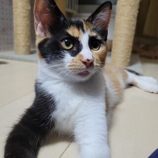 1/14 荒川区荒川公園譲渡会参加　あまねちゃん