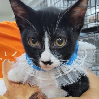 1/7さいたま市岩槻区譲渡会参加　風樹くん