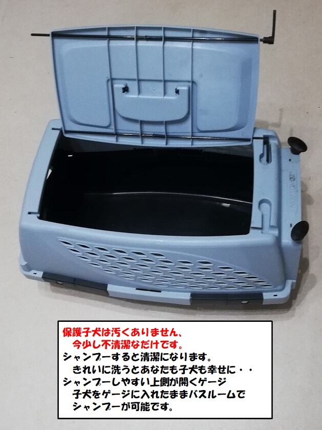 5-3-192◆可愛い子犬◆家族に迎えませんか？ サムネイル2