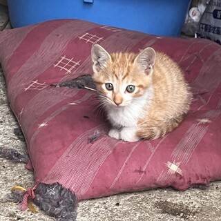 野良猫の里親募集