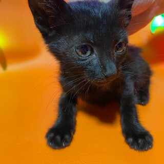 真っ黒くろちゃん