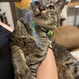 写真より10倍可愛いシンバ