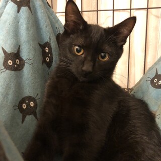 ちょっとビビリのすうちゃん