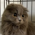 スコティッシュフォールド★代理投稿★ペンネちゃん