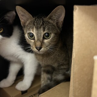 生後2ヶ月弱、野良猫の子猫を保護しました。