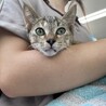 生後2ヶ月弱、野良猫の子猫を保護しました。 サムネイル2