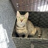 生後2ヶ月弱、野良猫の子猫を保護しました。 サムネイル4