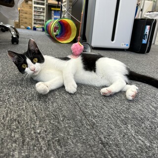 生後3ヶ月弱、野良猫の子猫を保護しました。