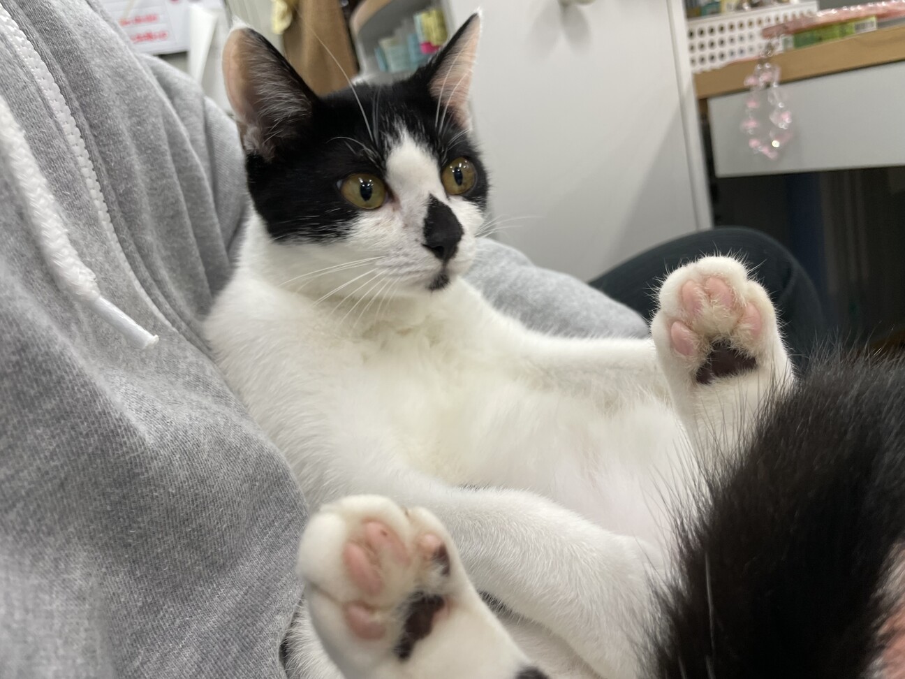 生後3ヶ月弱、野良猫の子」福島県 - 猫の里親募集(471126) 6枚目の