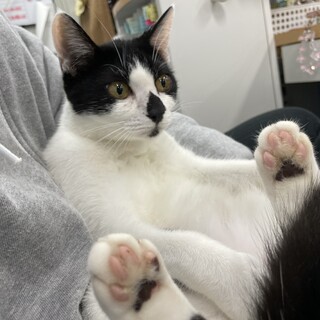 生後3ヶ月弱、野良猫の子猫を保護しました。