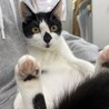 生後3ヶ月弱、野良猫の子猫を保護しました。 サムネイル2