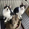 生後3ヶ月弱、野良猫の子猫を保護しました。 サムネイル5