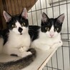 生後3ヶ月弱、野良猫の子猫を保護しました。 サムネイル6