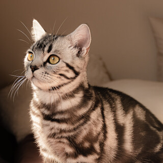 ブルーグレー マンチカン ぶぶ