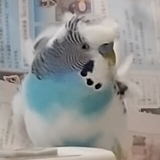 羽衣セキセイのヒヨちゃん