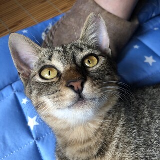 キジトラ子・びびり(仮)　里親募集始めました