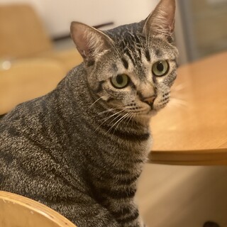 2歳のイケメンキジトラ猫