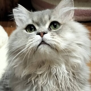 人馴れ抜群 優しいペルシャ猫モフ君