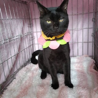 更新！性格ピカイチ☆ハンデごと愛してね！アシカ君