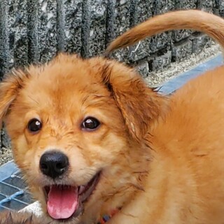 元気いっぱいの６兄妹【桔梗ちゃん】３ヶ月