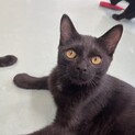 見向きされない、大きくなった子猫たち