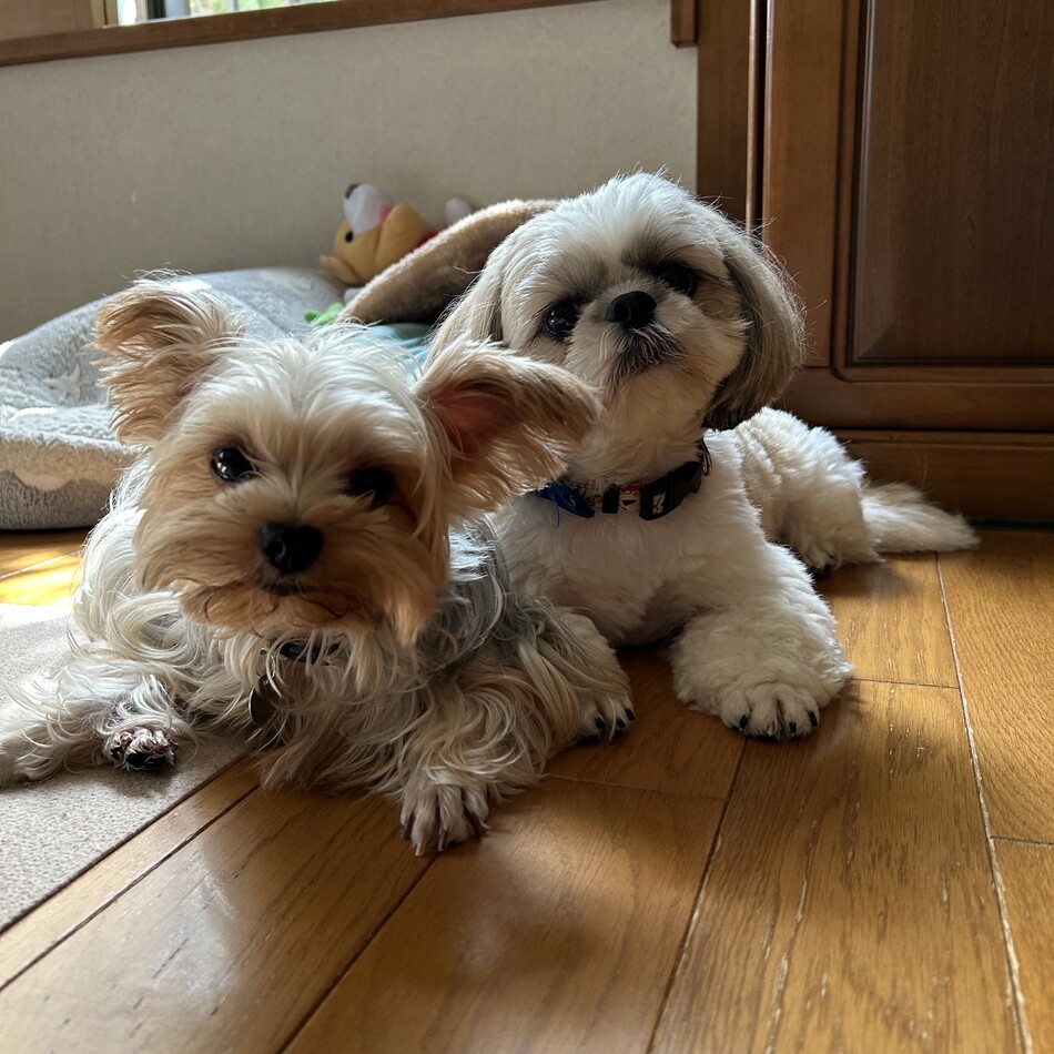 くぅのカバー写真