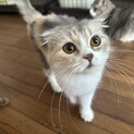 甘え上手だけど猫ちゃんが苦手な女の子♡すいちゃん