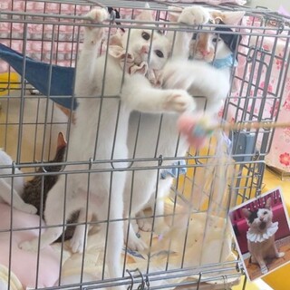 あなたに笑いを届けます〜ルナちゃんです