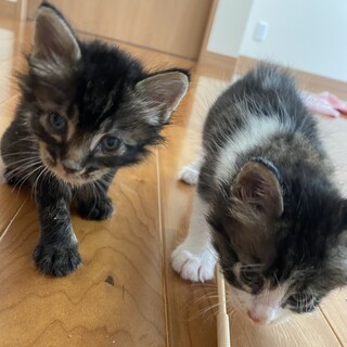 捨て猫兄妹ちゃん2匹