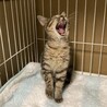 ★里親様決定★人懐っこく甘えん坊❤ニコちゃん サムネイル5
