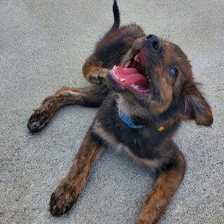 元気いっぱいの６兄妹【どんぐり君】４ヶ月